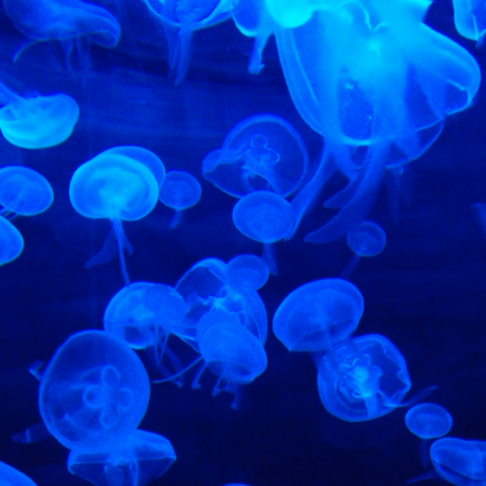 Skärmavbild 2023-06-08 kl. 11.52.15